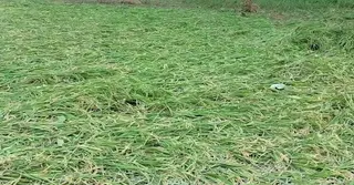 চাঁদপুরে মিধিলির প্রভাবে ৬১০ হেক্টর জমির ফসলের ক্ষতি